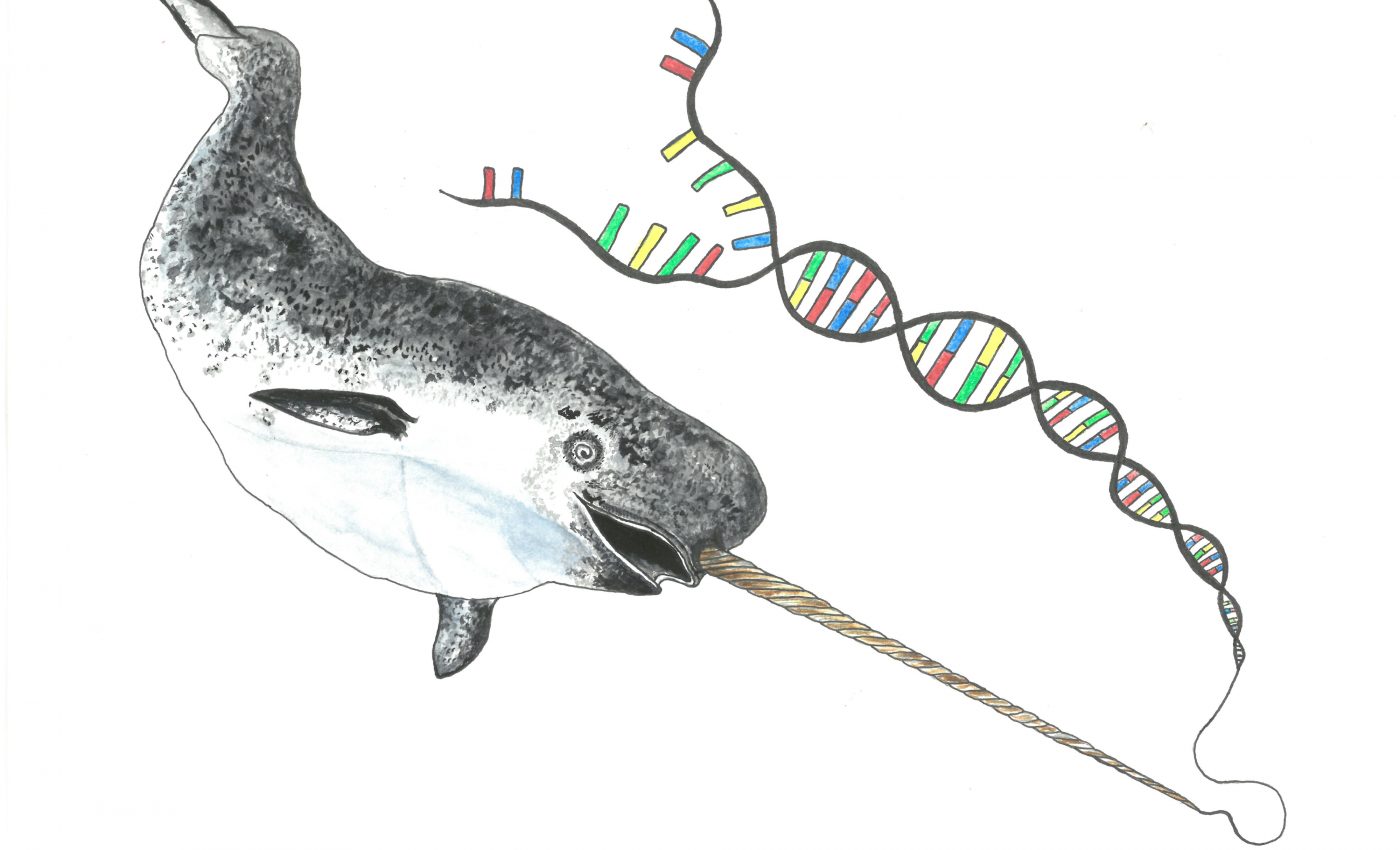 Despite lack of genetic diversity, narwhals still thrive