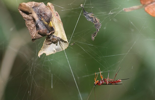 How parasitic wasps take control of their spider host’s brains