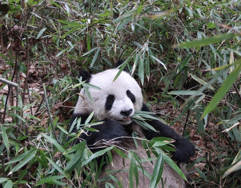 The vegetarian diet of the giant panda resembles a carnivore meat diet