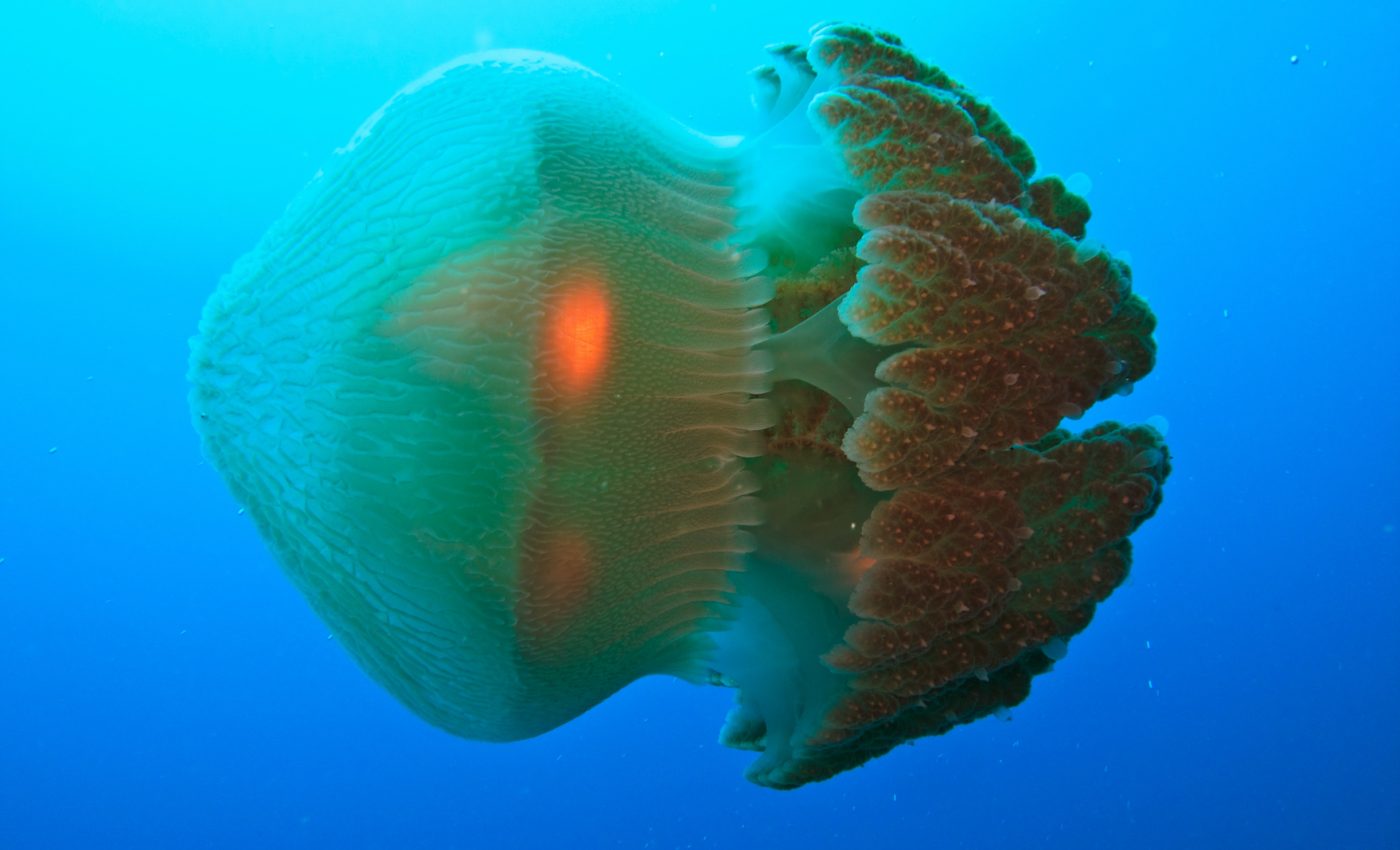 Scientists find a cure for the deadly box jellyfish sting