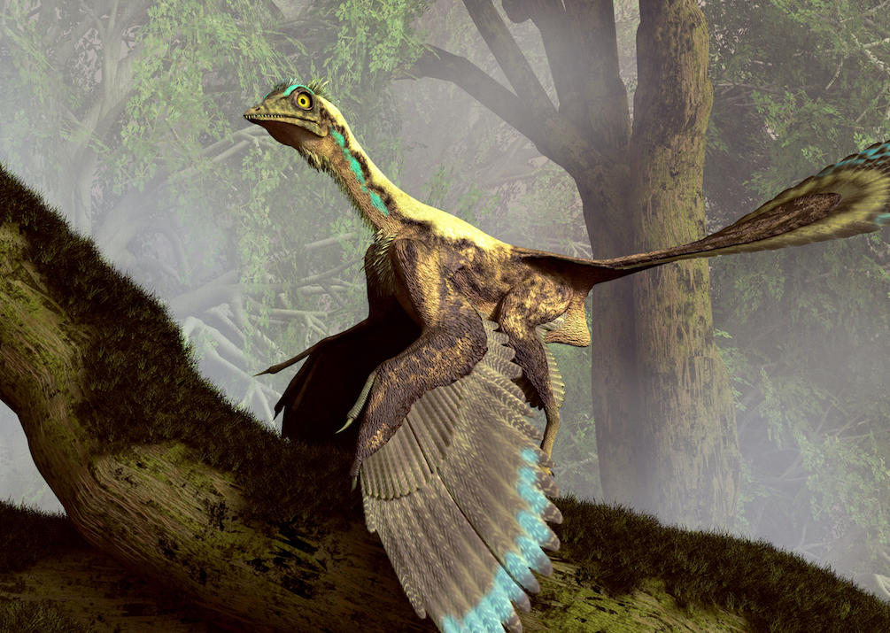 Before their wings could fly, dinosaurs began flapping them while running