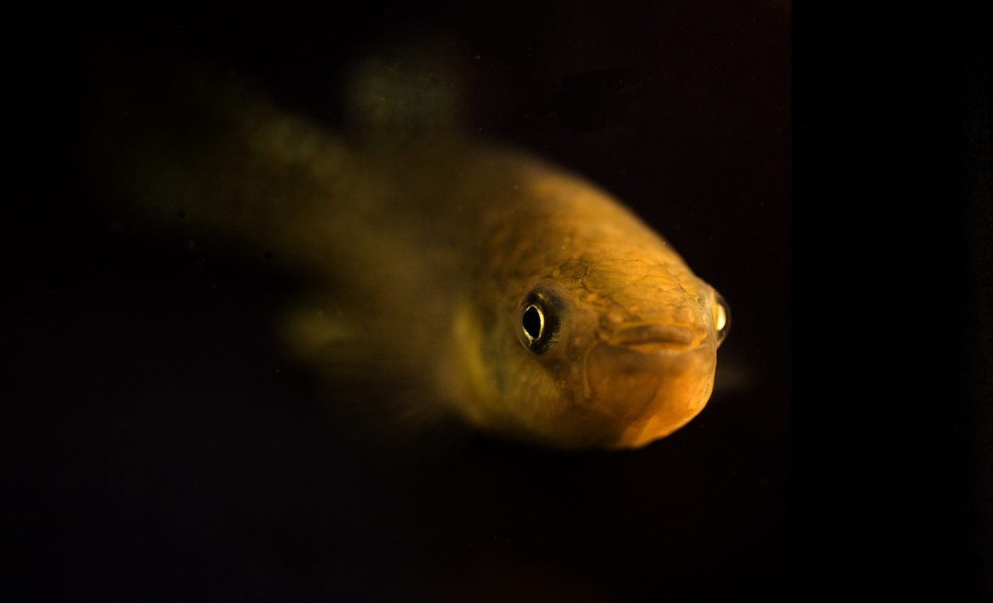 How the Gulf killifish has adapted to highly polluted waters