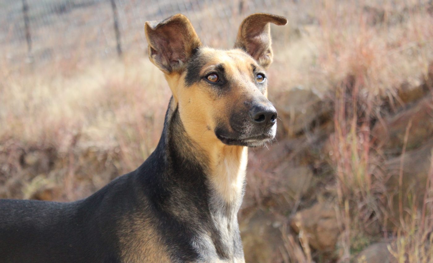 Dogs can hear and recognize their name in noisy places