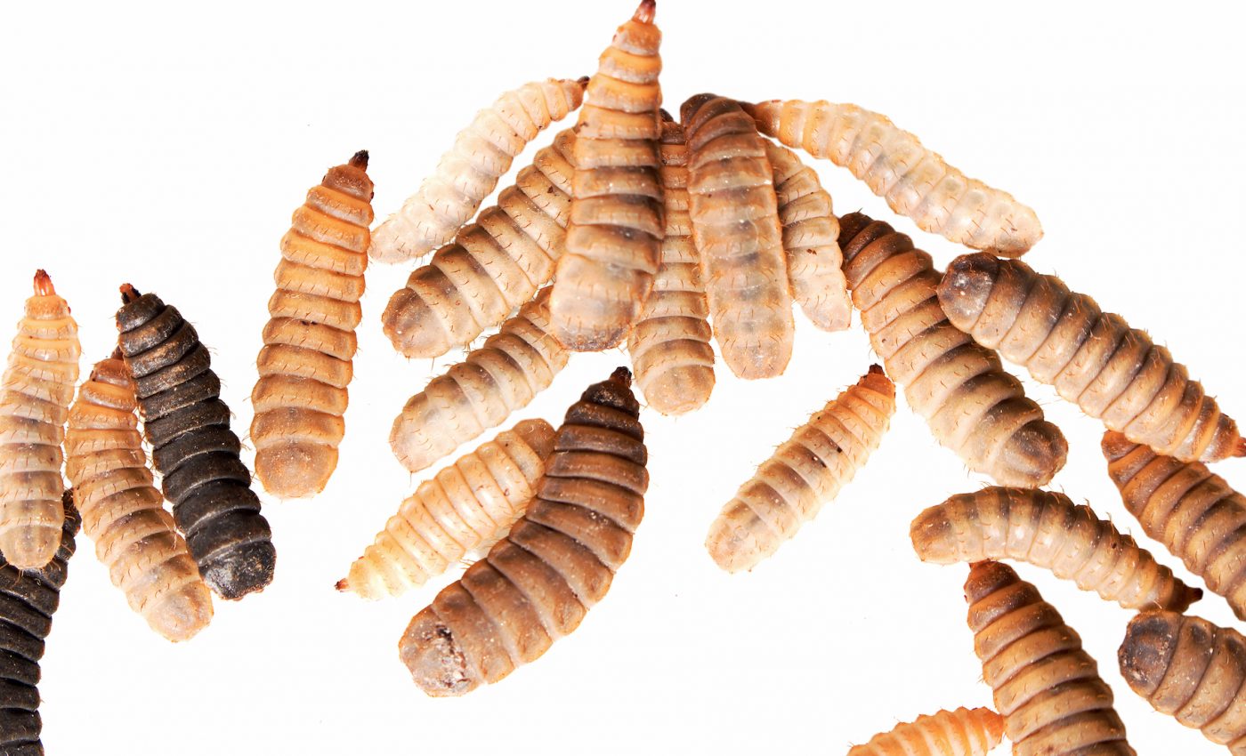 Insects may be the food of the future if we can learn to stomach them