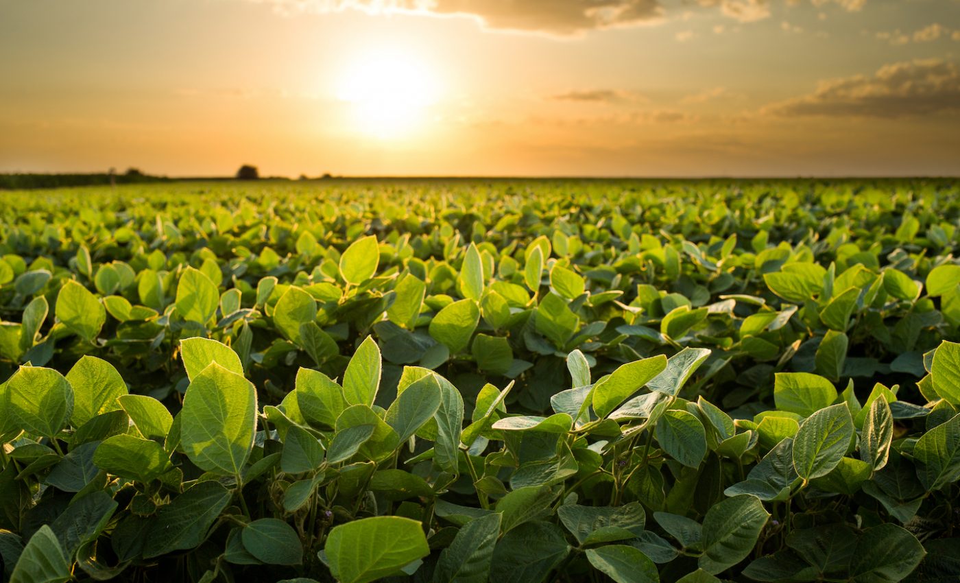 Massive global crop yield variations explained by climate extremes