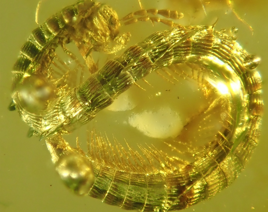 New millipede species dates back 99 million years to the Cretaceous Period