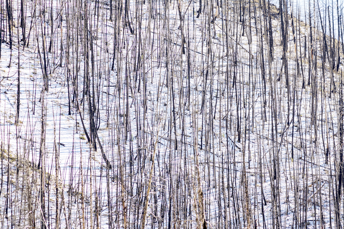 Forest fires cause snow to melt earlier in the western U.S.