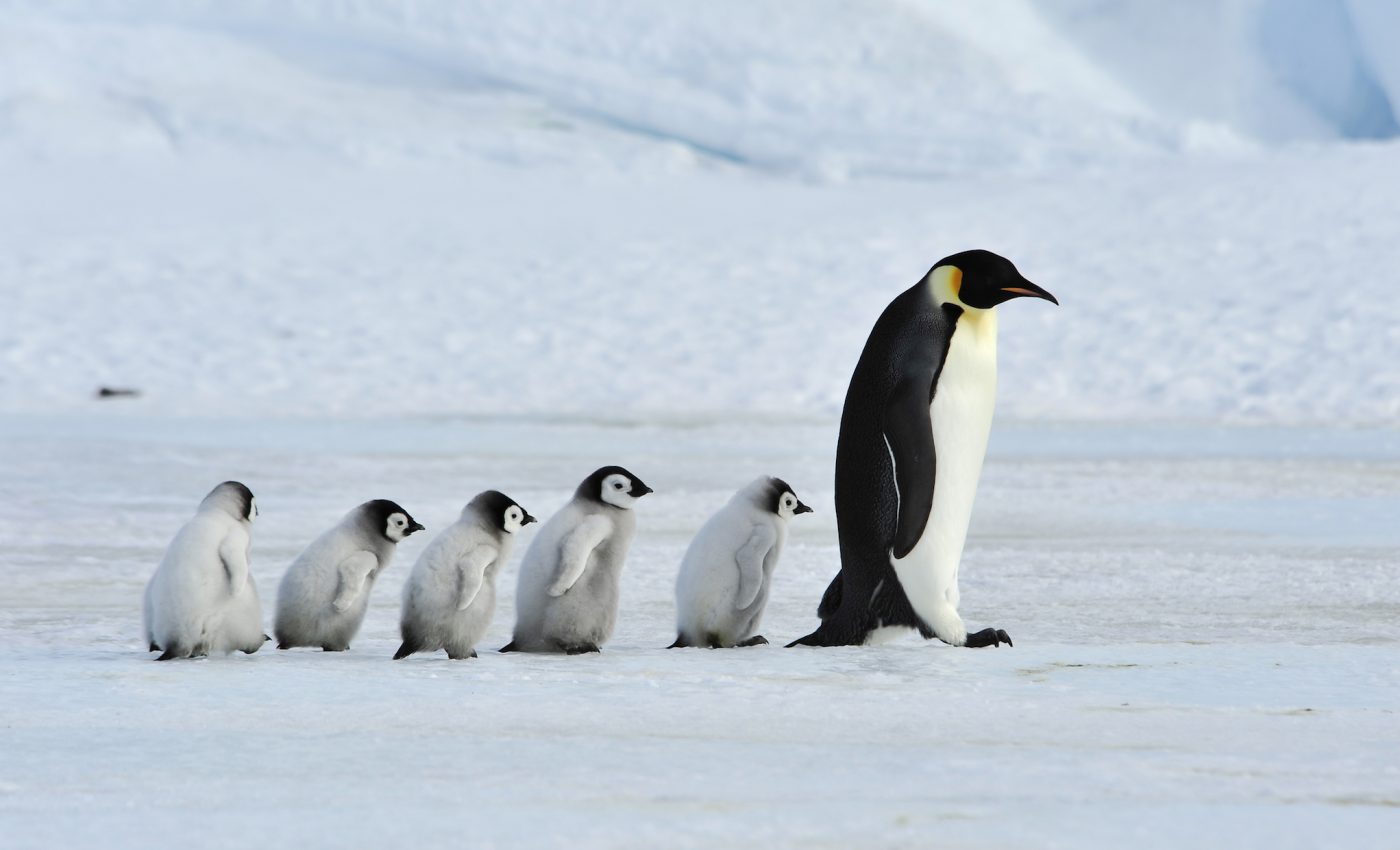 Emperor penguin colonies are collapsing due to climate change