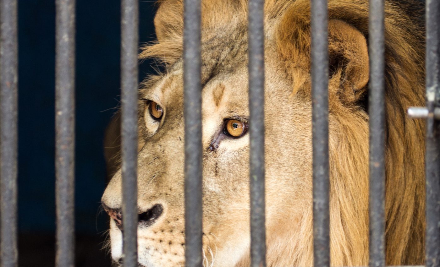 New investigation reveals brutality of lion captive breeding industry