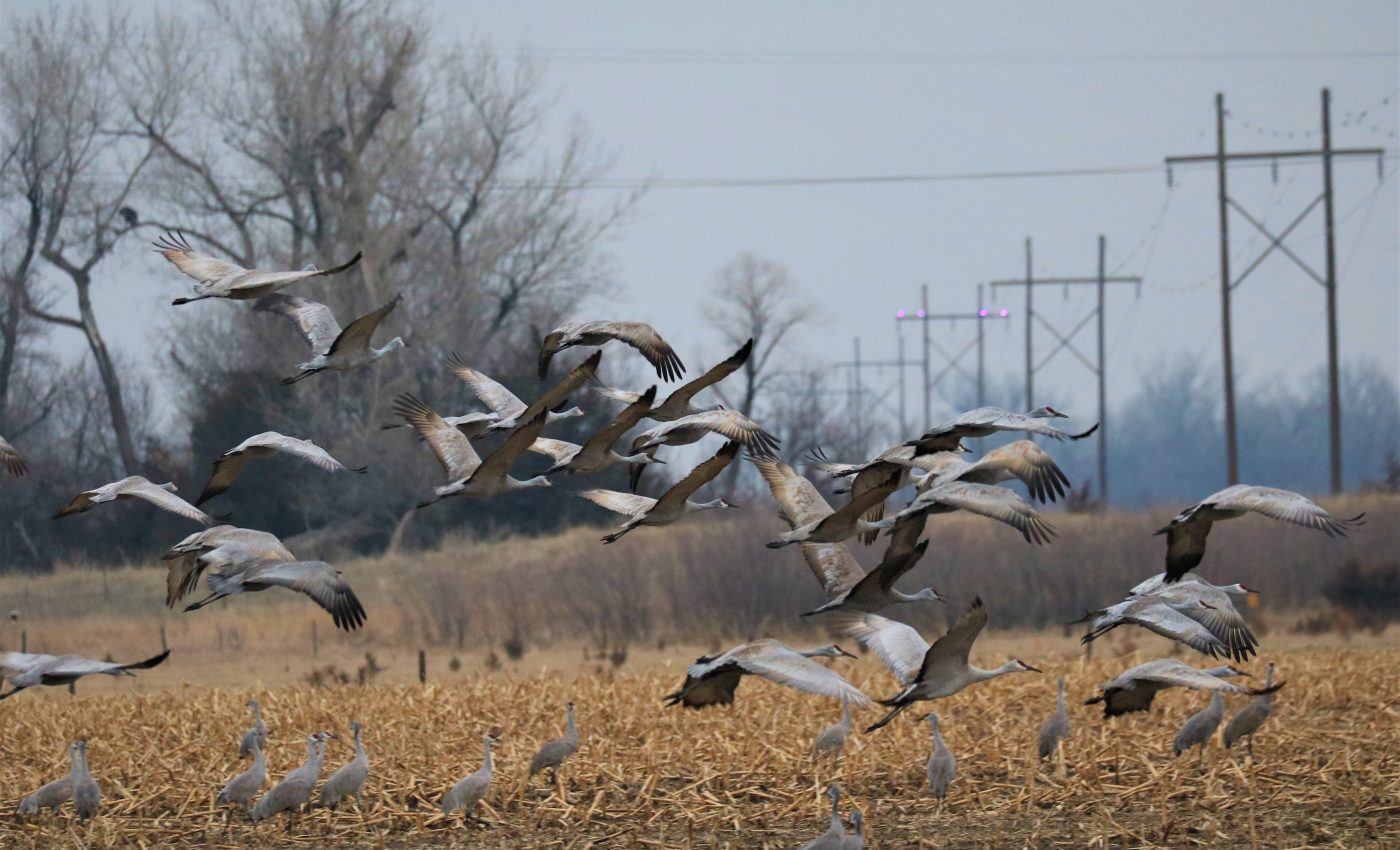 UV lights help save birds from deadly collisions with power lines
