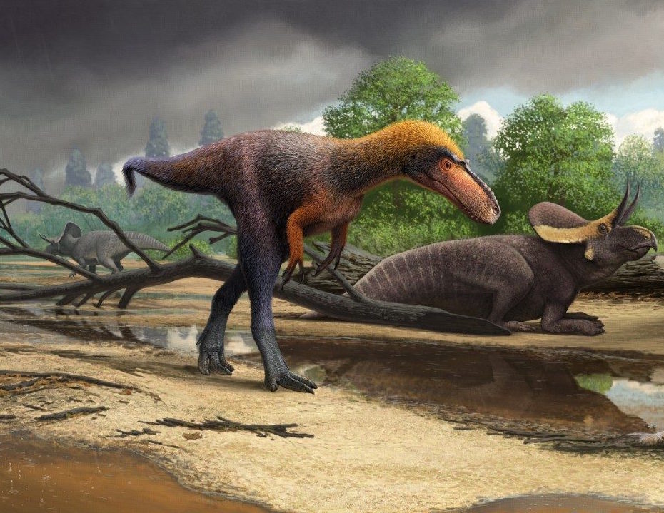 Newly named Tyrannosaurus Rex cousin was only three feet tall