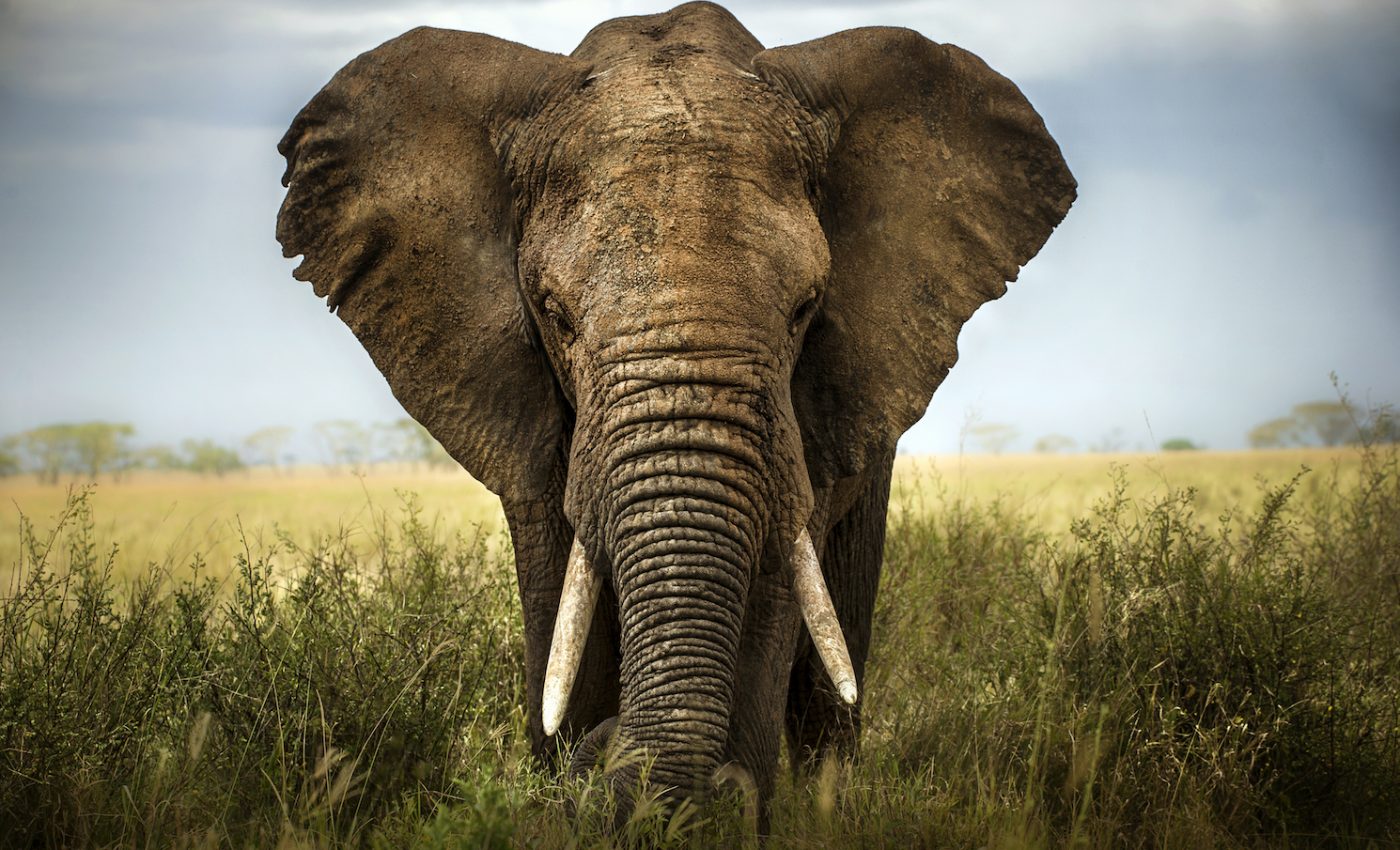 'The Ivory Game' reveals the real cruelty of the ivory trade