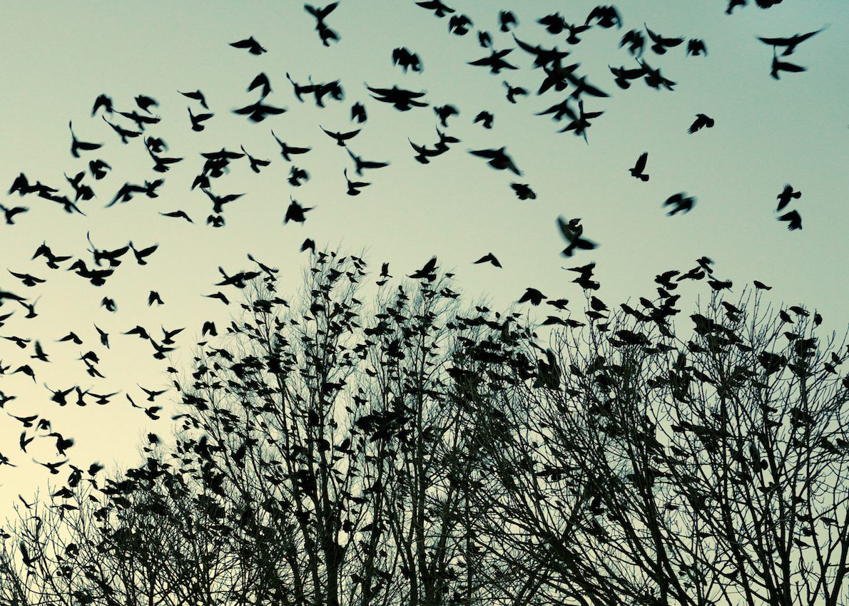 Bird flocks are heavily influenced by social relationships