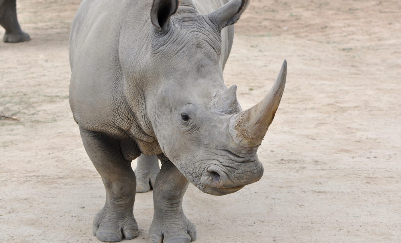 Could a flexible robot help save the nearly extinct northern white rhino?