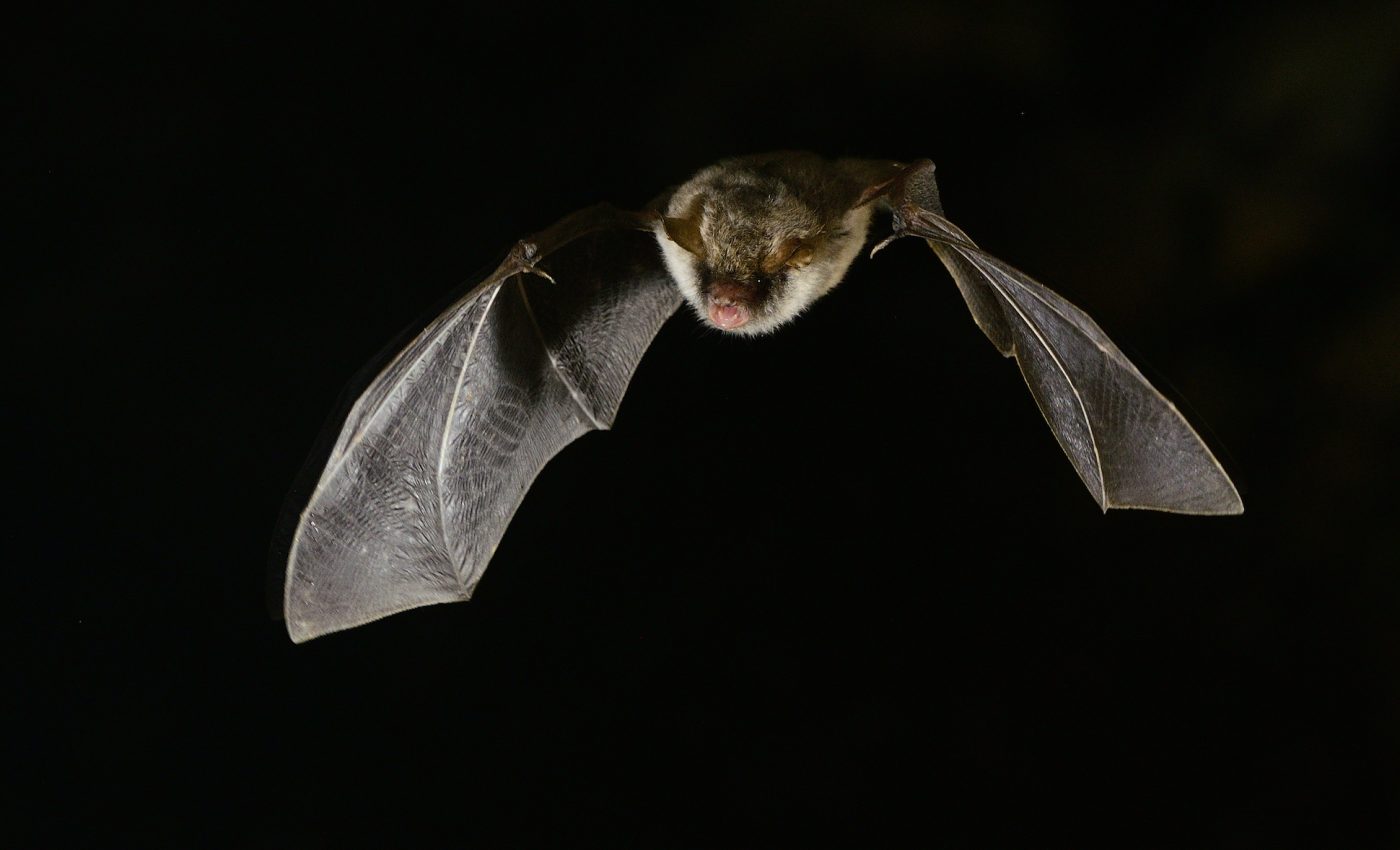 Some species are better equipped to adapt to a changing climate