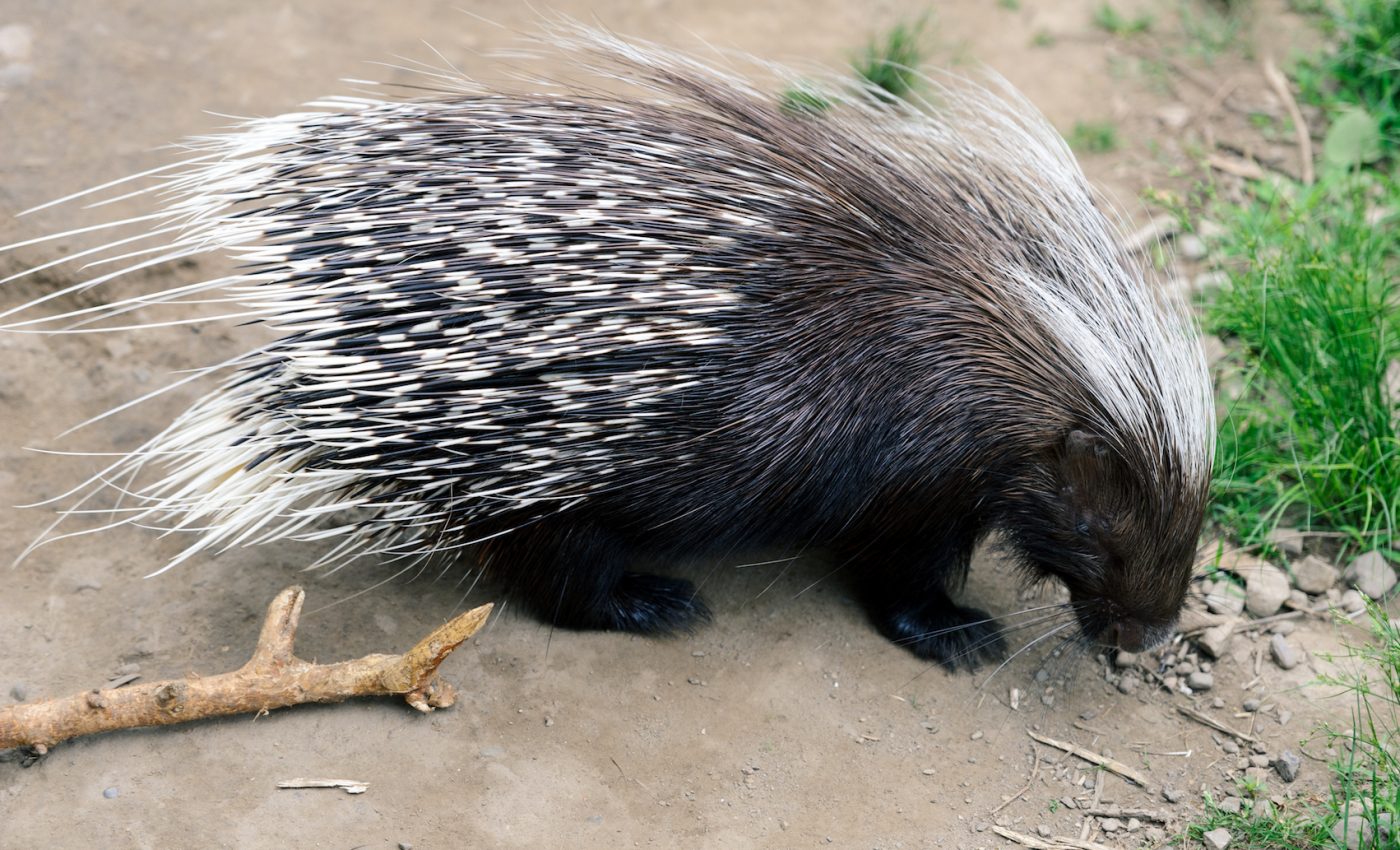 Even top predators may not survive getting stabbed by a porcupine quill