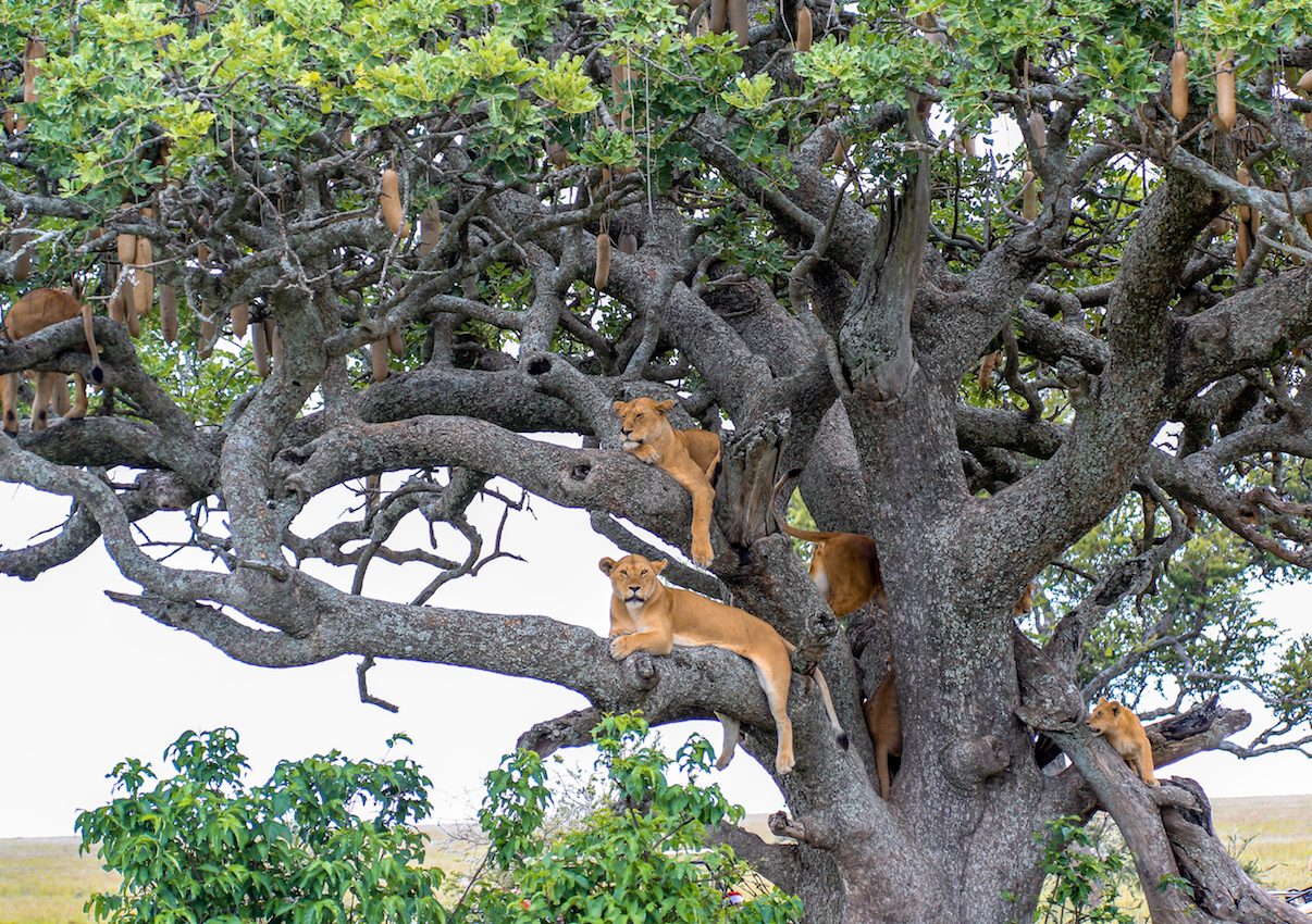 Wildlife losses due to illegal hunting have overlooked climate