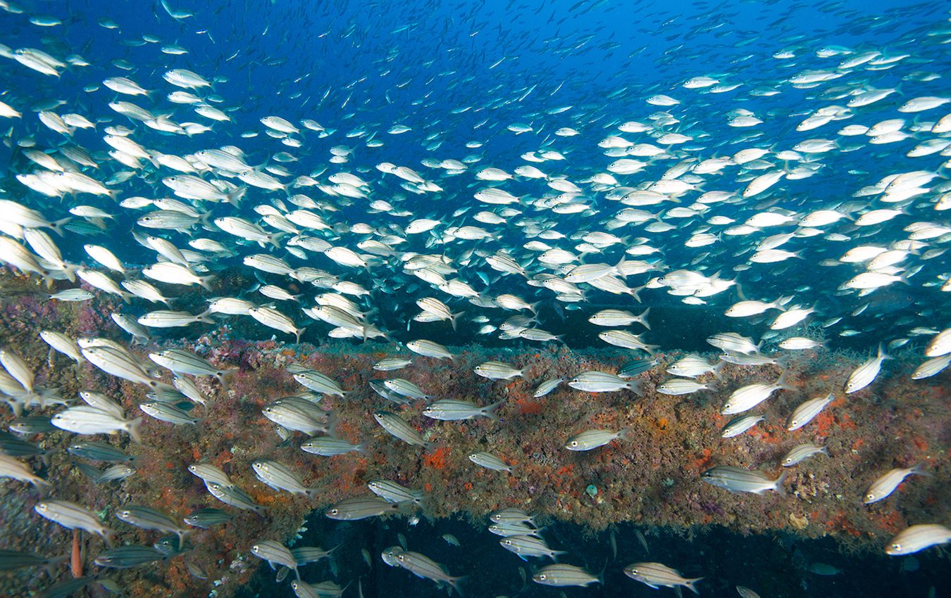 Shipwrecks provide artificial reefs for tropical fish migrating northward