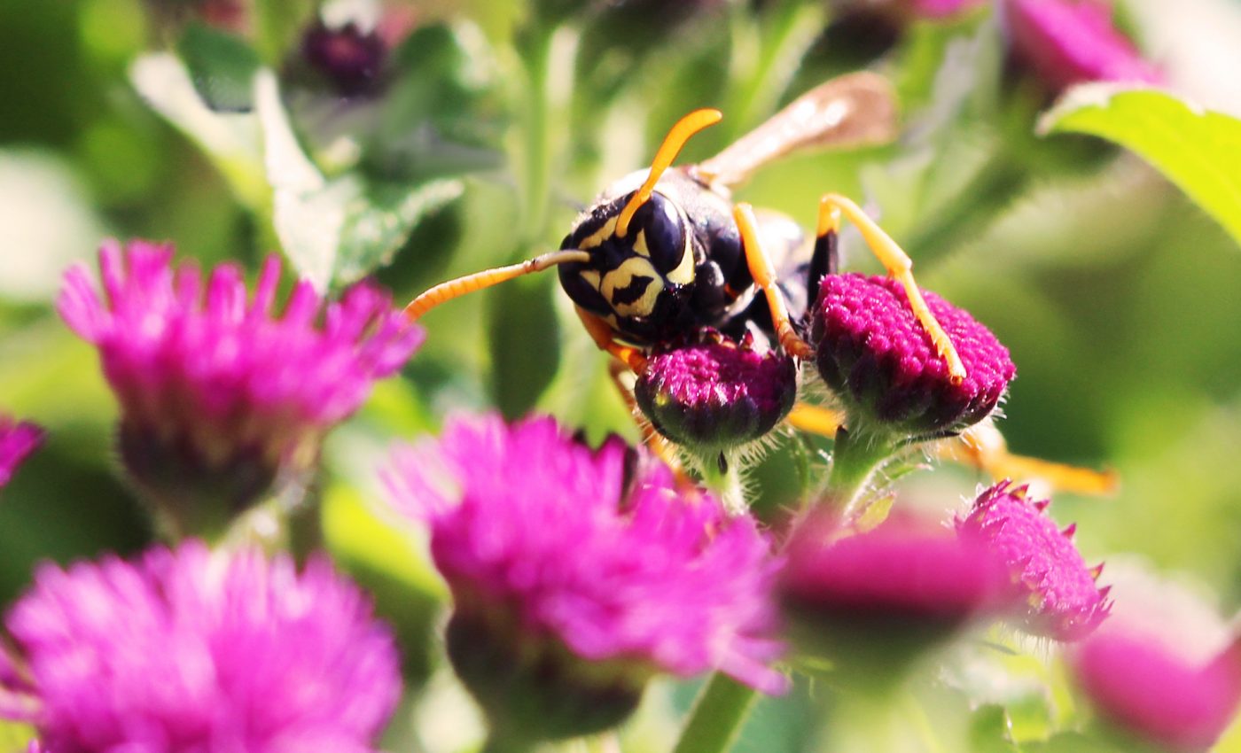 Wasps may have a type of intelligence similar to logical reasoning in humans