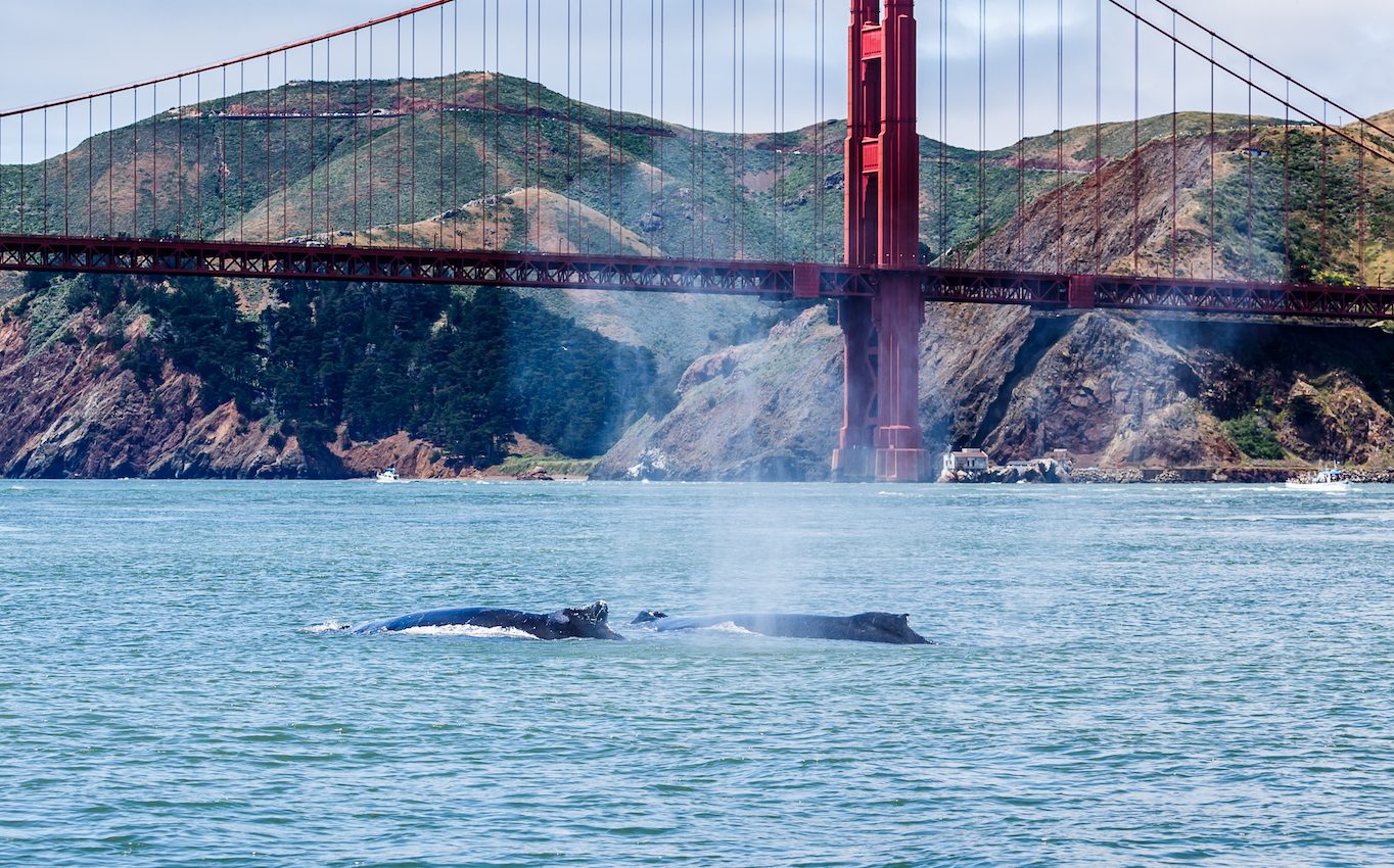 An unusually high number of whales have washed ashore in San Francisco