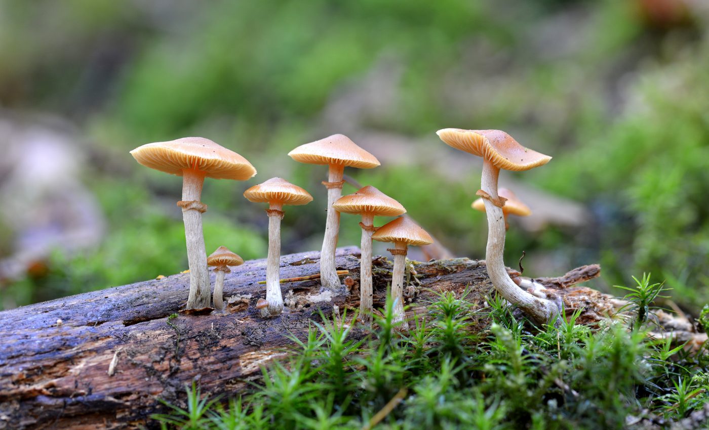 Voters approve measure to decriminalize magic mushrooms in Denver