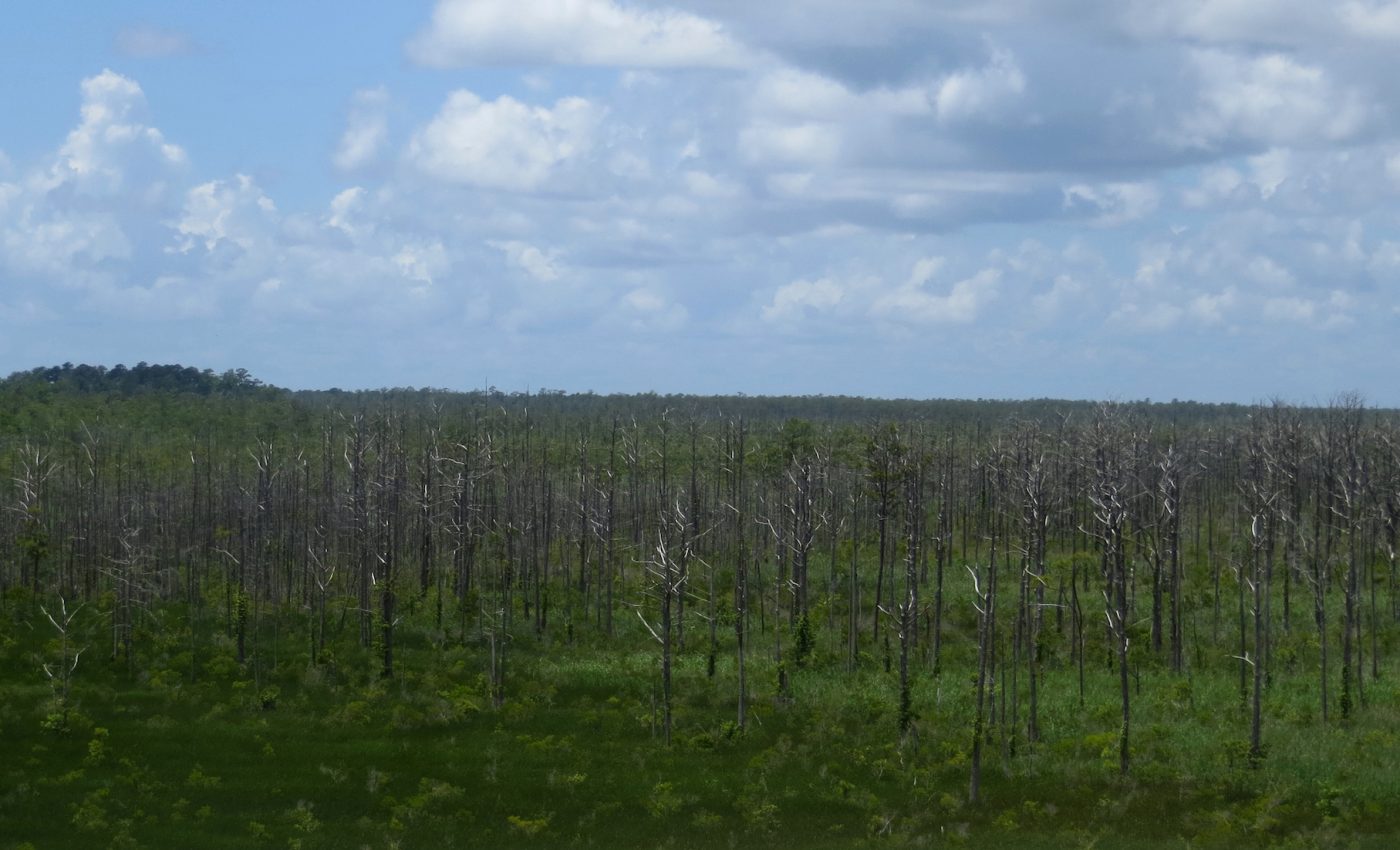 Sea level rise will transform coastal forests into ghost forests