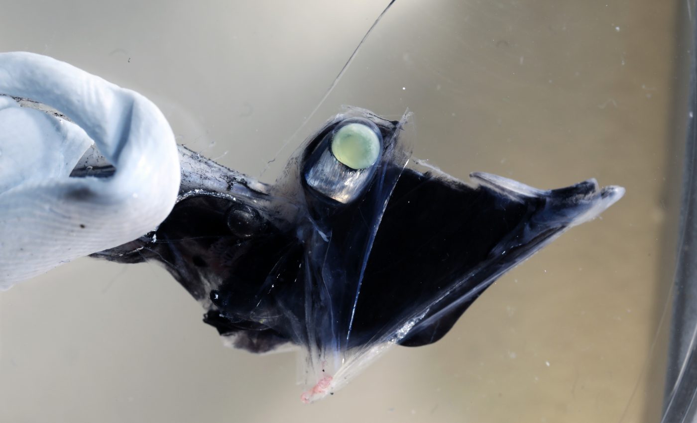 These fish can see colors even in the darkest depths of the ocean