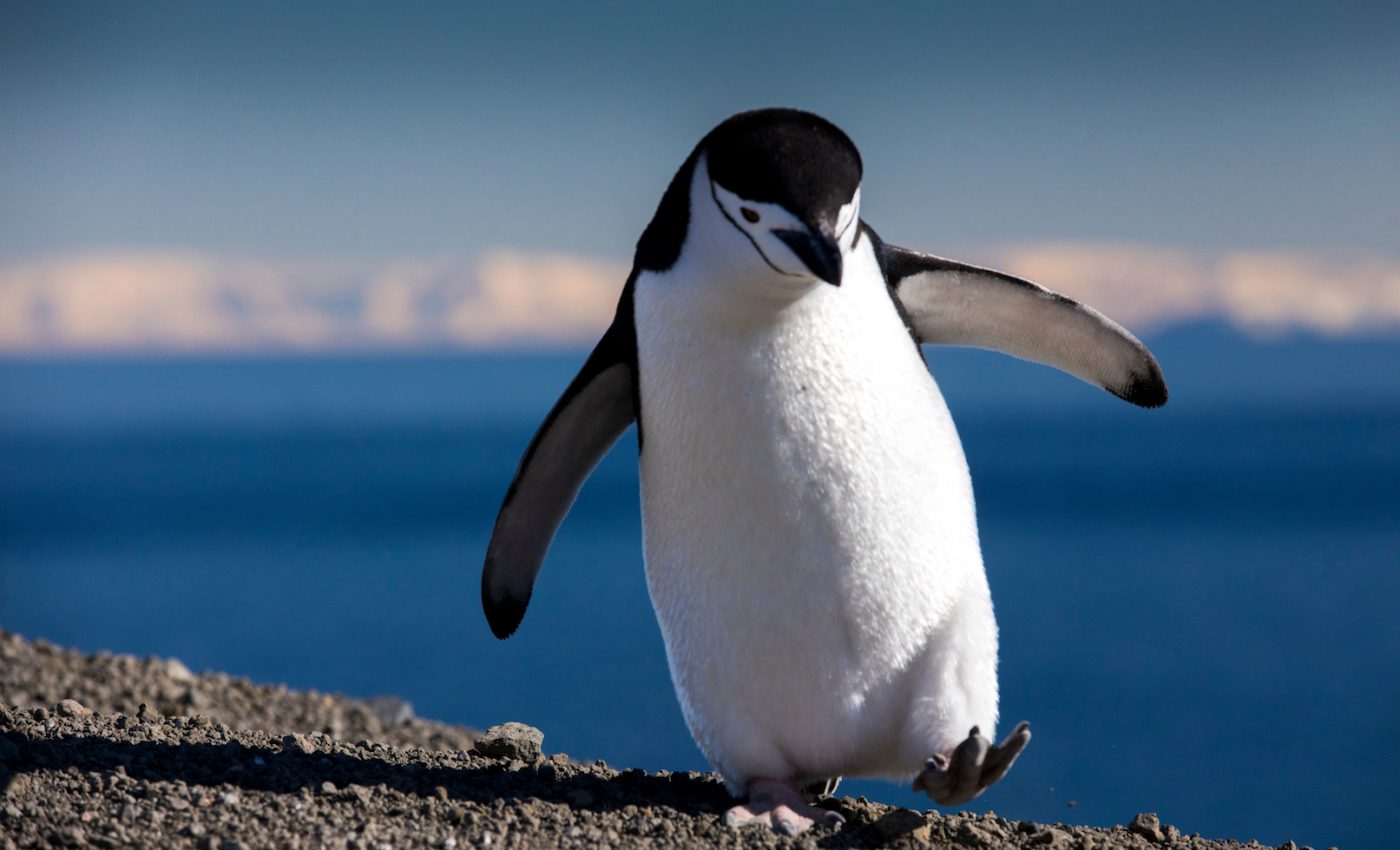 Antarctic biodiversity thrives in areas where seals and penguins poop