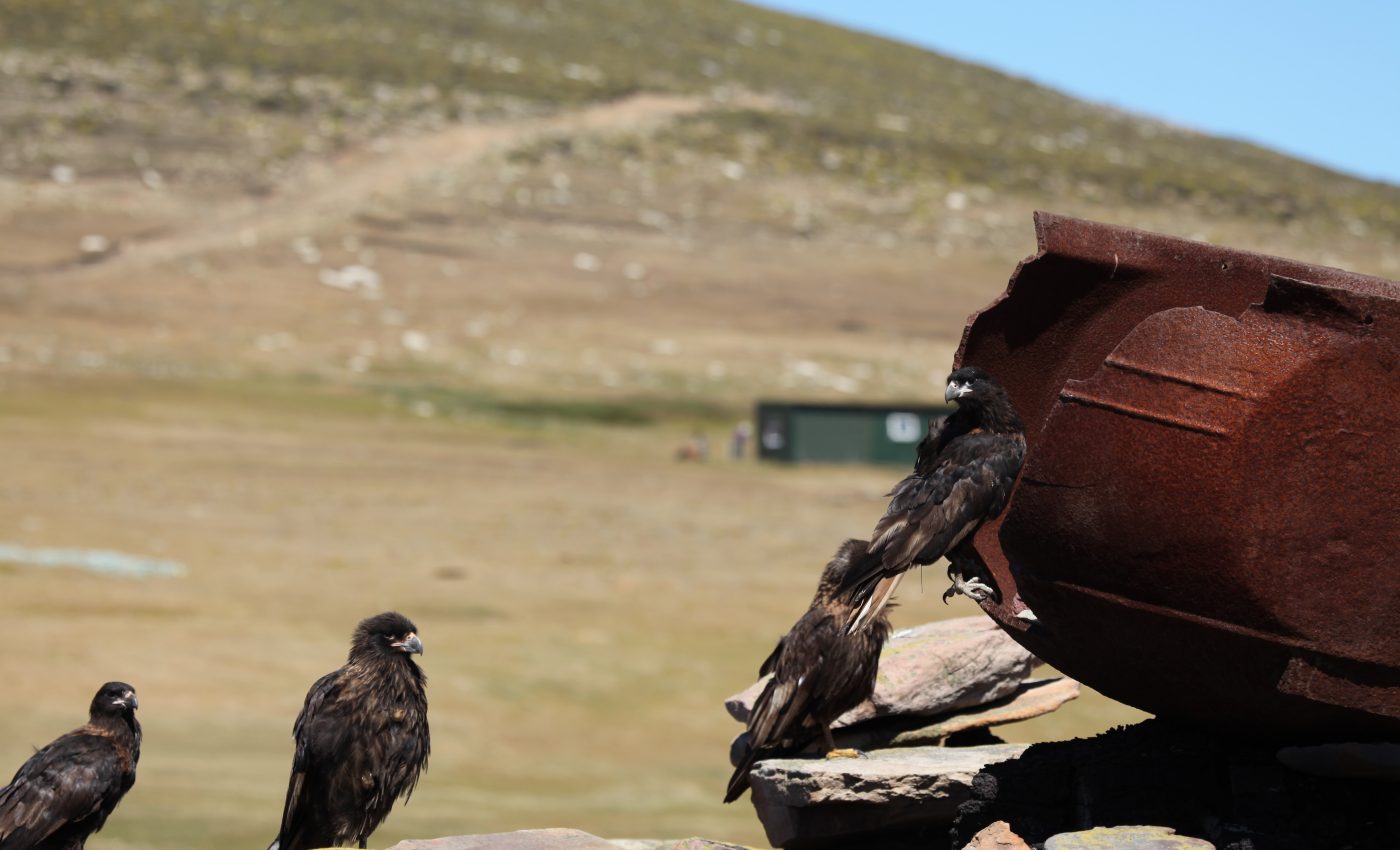 Come together: Raptors aren't always loners
