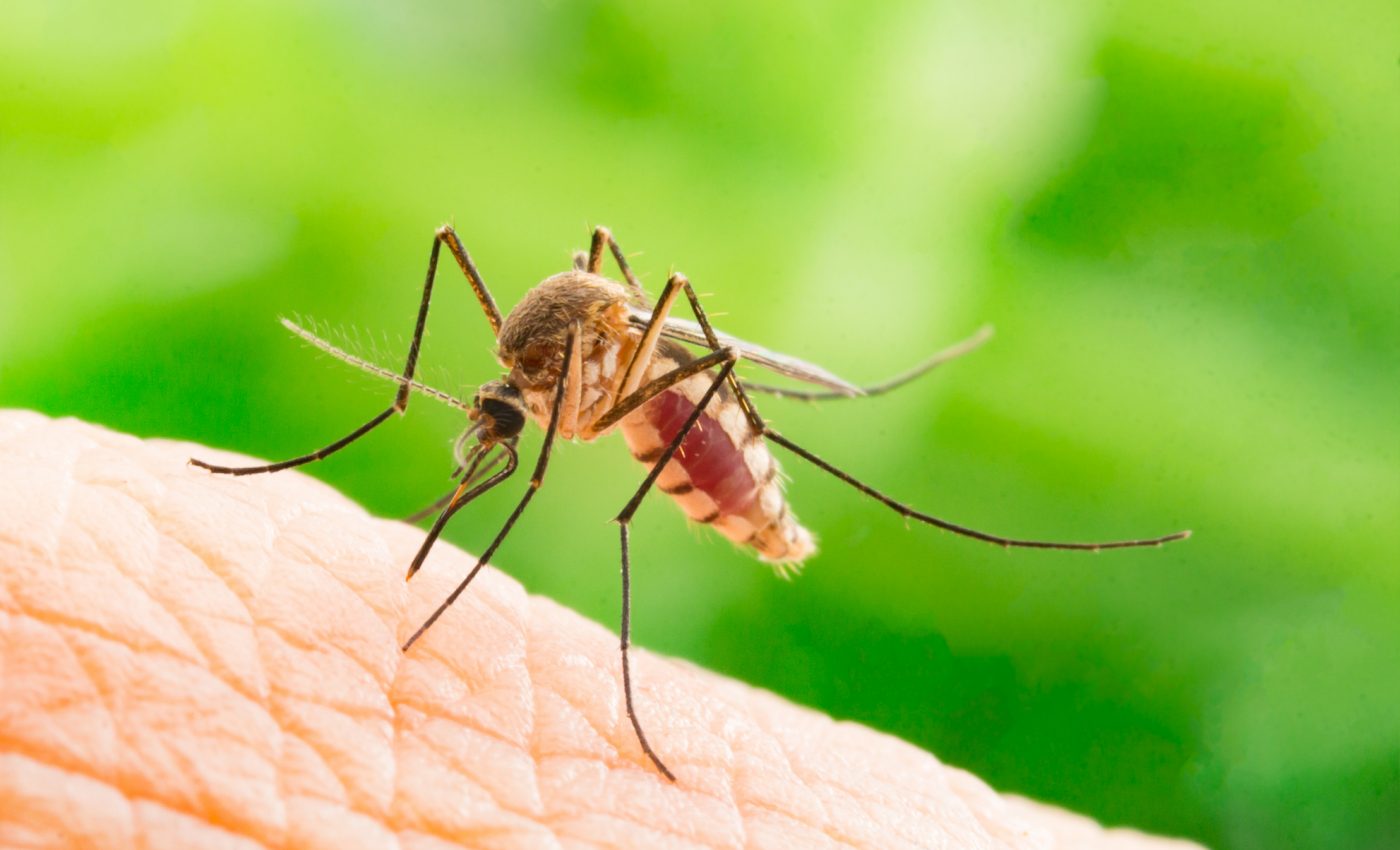 Mosquitoes are less attracted to humans after they’ve eaten sugar
