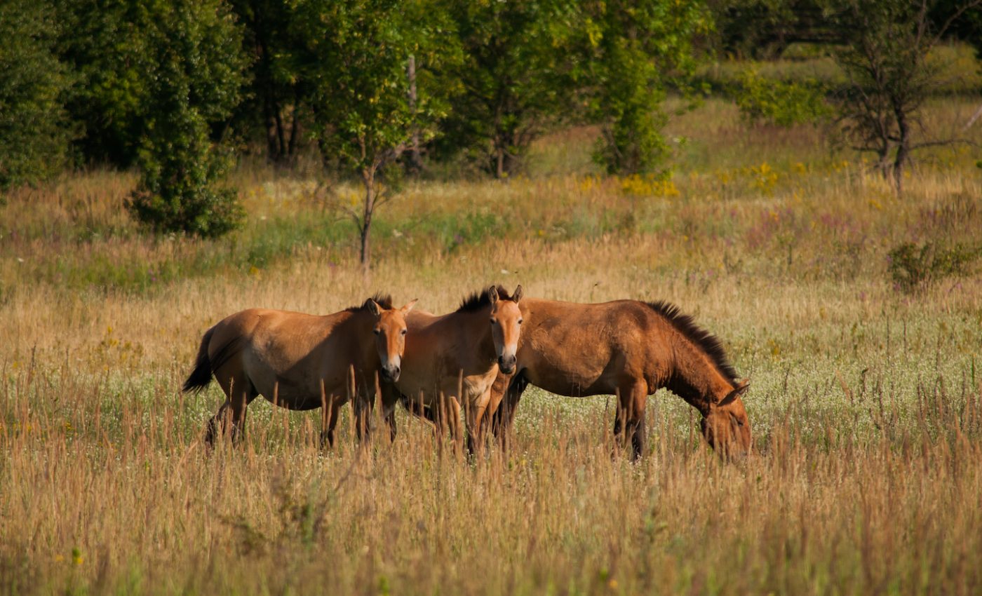 Chernobyl’s exclusion zone is now a wildlife refuge and biodiversity hotspot
