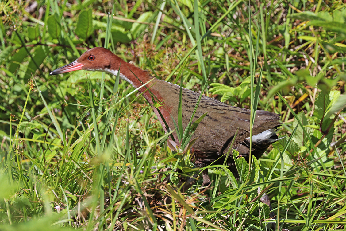 How a previously extinct bird has come back to life