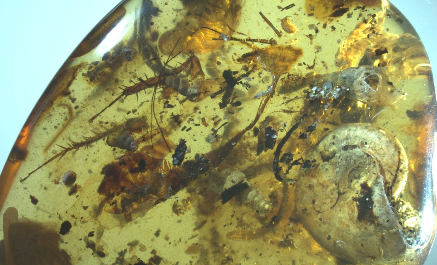 Ancient marine organisms found trapped in amber alongside bugs and snails