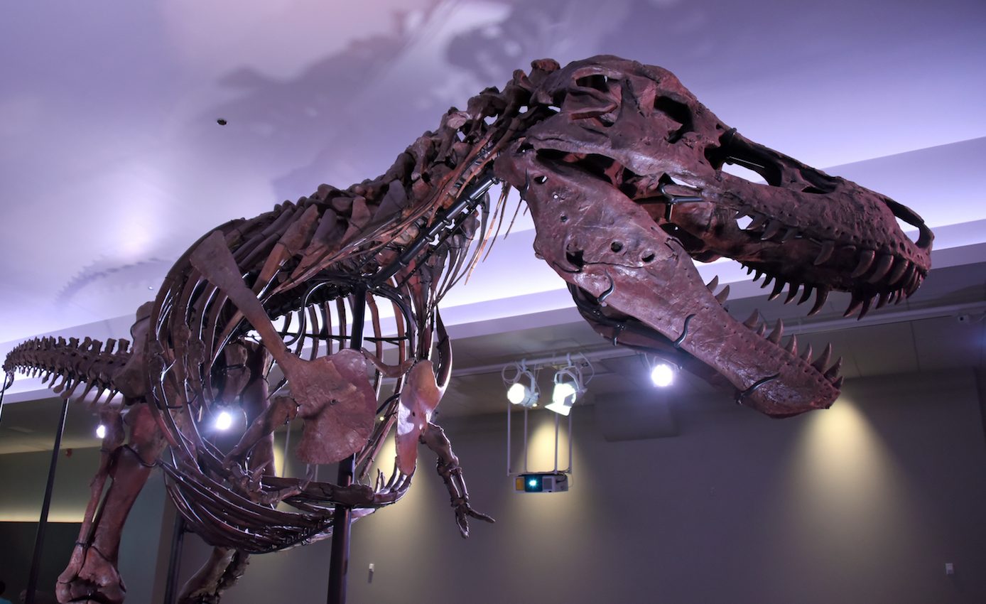 Was Sue the T. Rex really a female? A new twist in the gender discussion