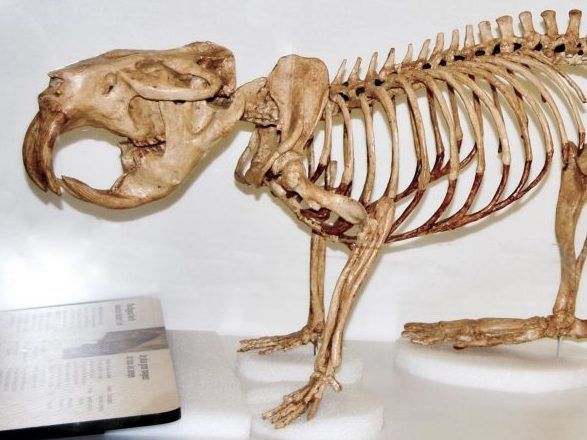 Why giant beavers didn’t survive the last Ice Age