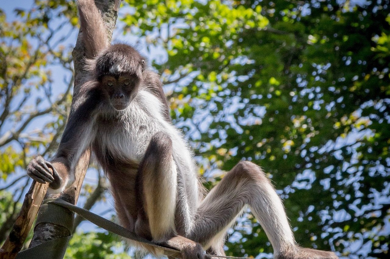 Hunting has caused a decline in mammals in half of intact tropical forests