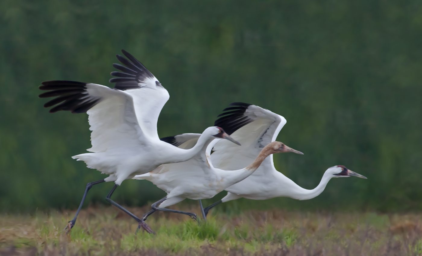 Whooping crane comeback threatened after government funding is cut