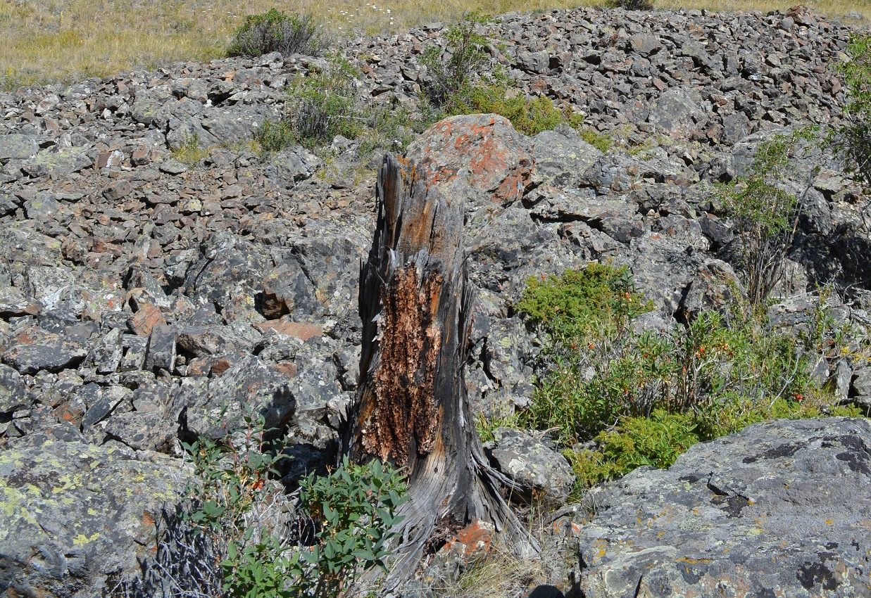 Climate change may boost tree growth, but these trees will also die faster