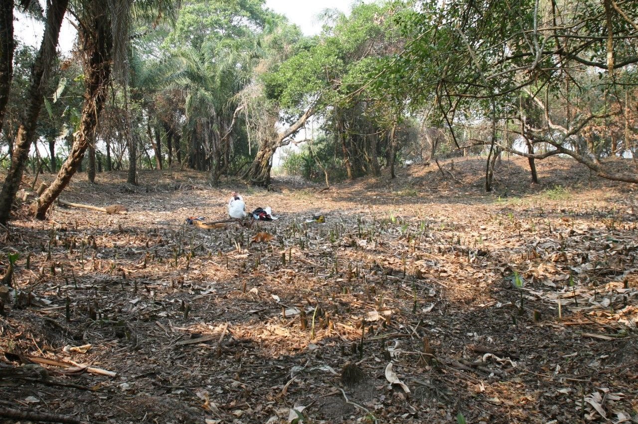 Bolivian fish ponds supported ancient human settlement