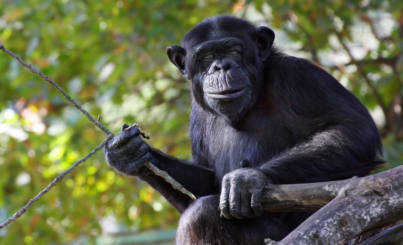 Captive chimpanzees can figure out how to use tools to dig for food