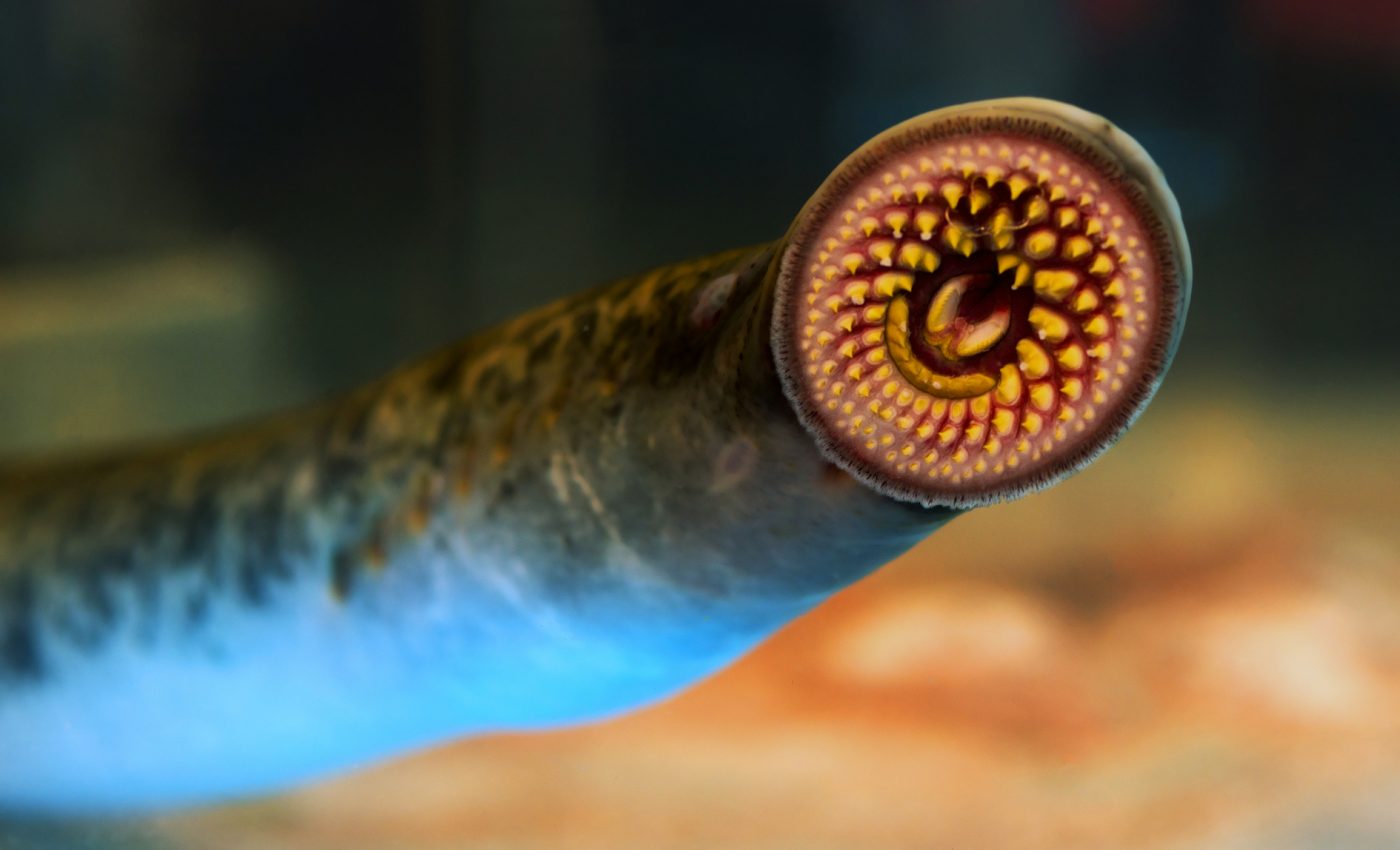 Sea lampreys could help pave the way for new brain cancer treatments