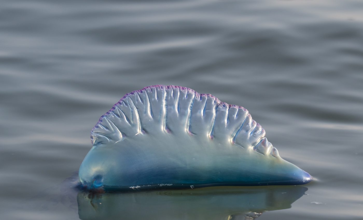 Do efforts to clean the ocean of plastic pollution also threaten species?