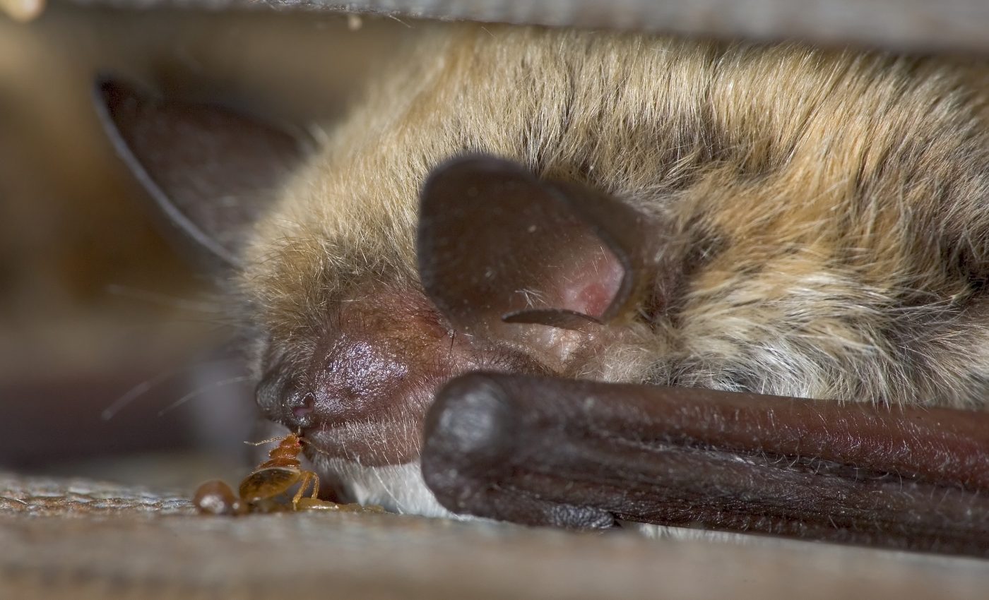 Bedbugs are older than bats and have been around since the dinosaurs