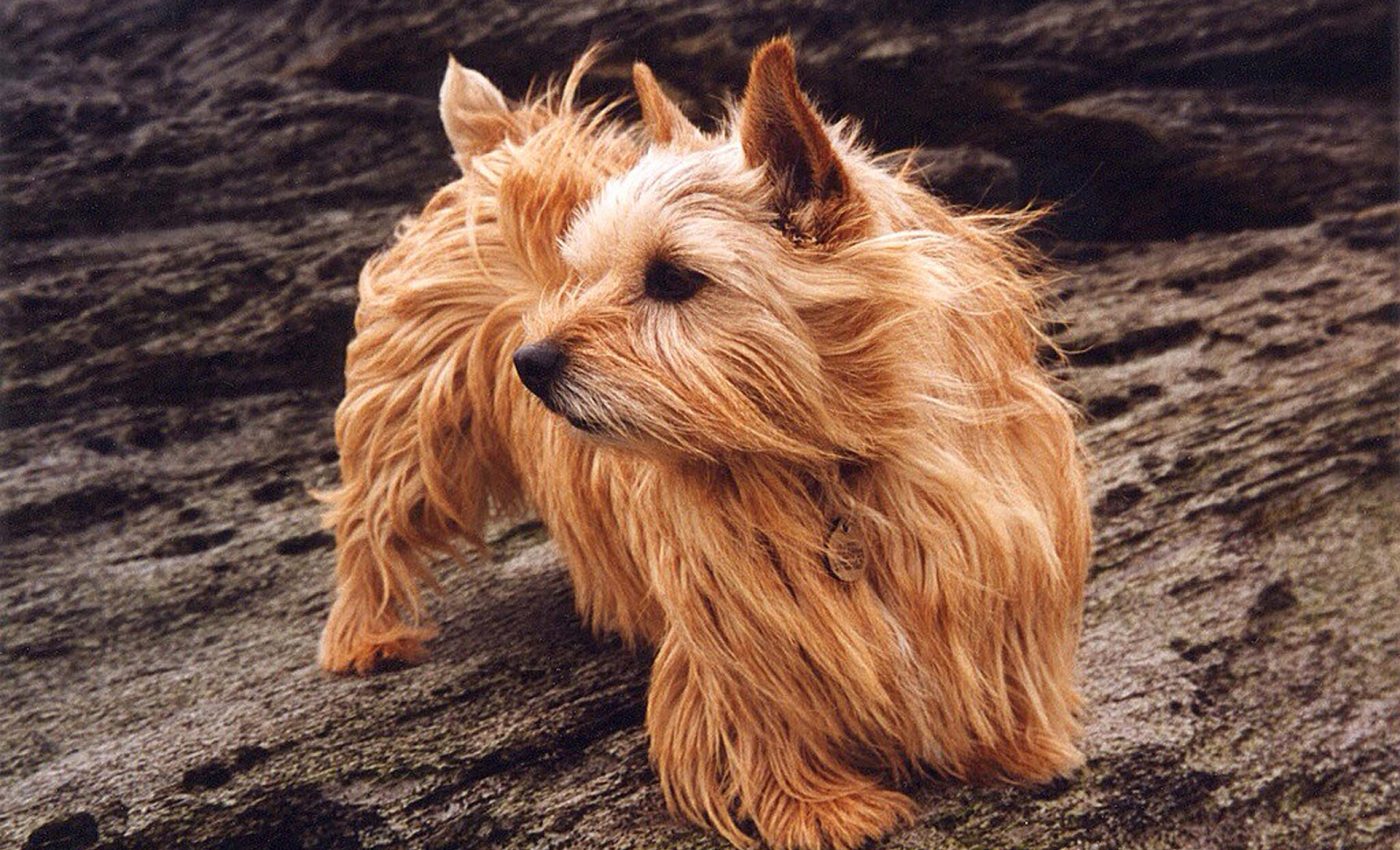 Genetic mutation could explain breathing problems in terriers and bulldogs