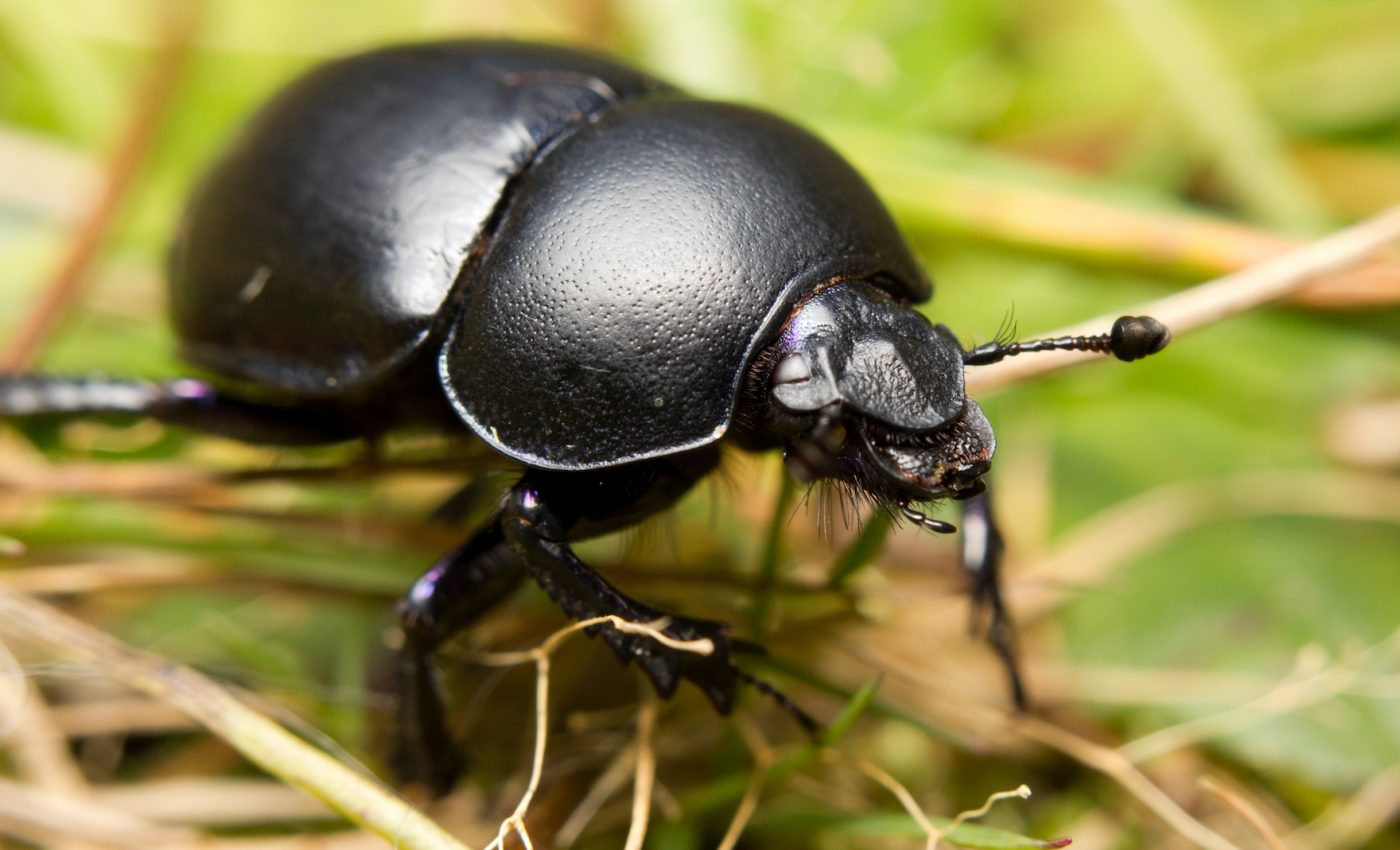 Dung beetles may sound gross, but here’s why they’re important to ecosystems