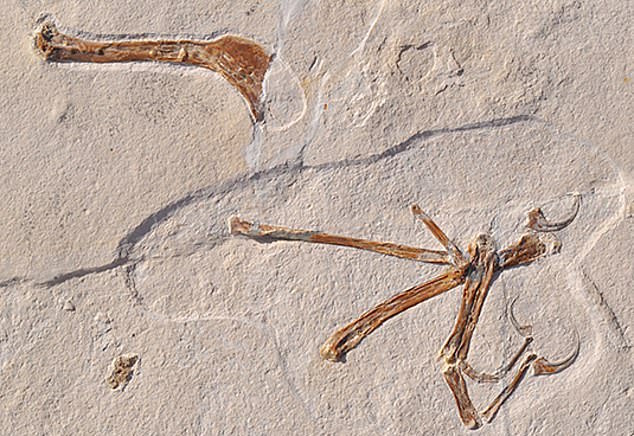 New fossil reveals that the earliest known bird had some competition