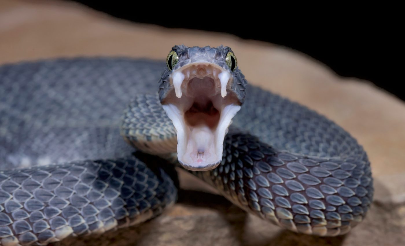 Snakebites declared a ‘hidden health crisis’ around the globe