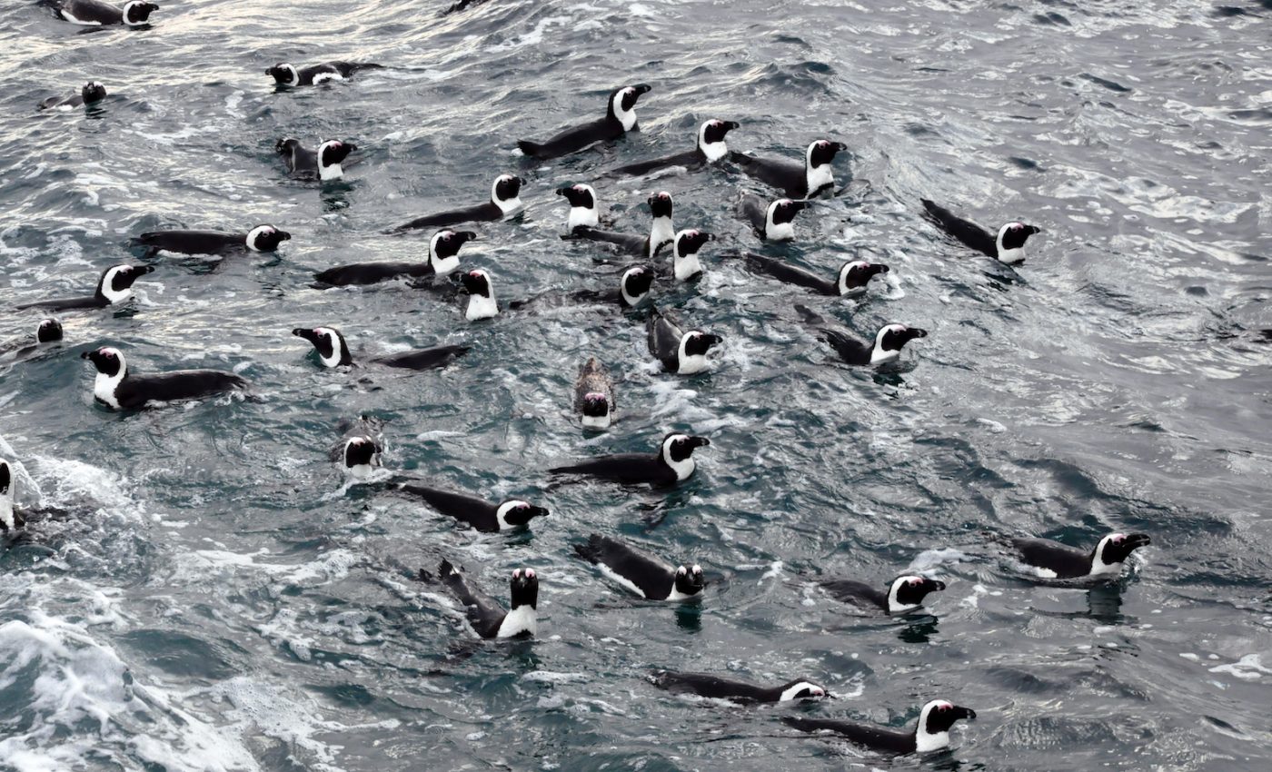 Penguin foraging behavior and body condition offer clues to habitat health