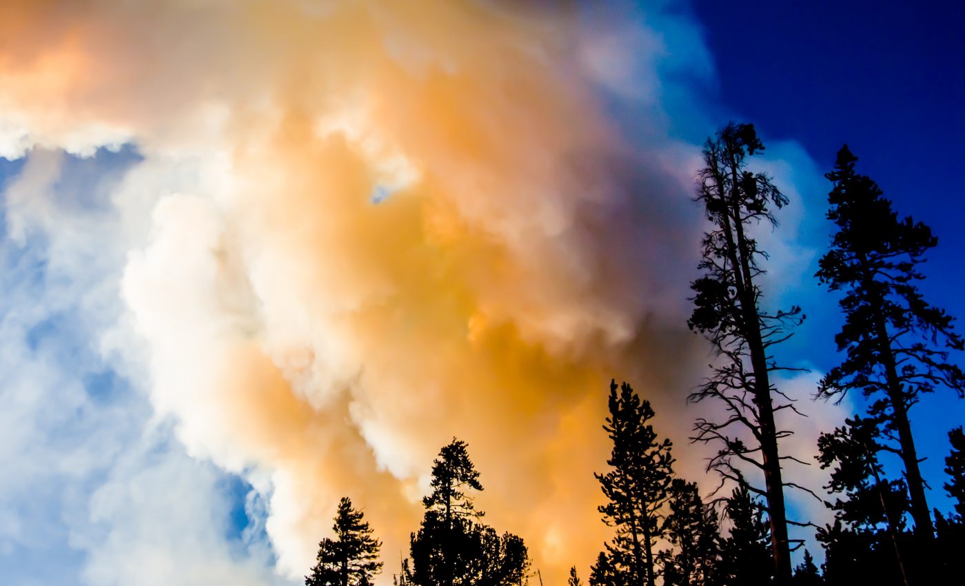 How resilient are Yellowstone forests after a major fire?