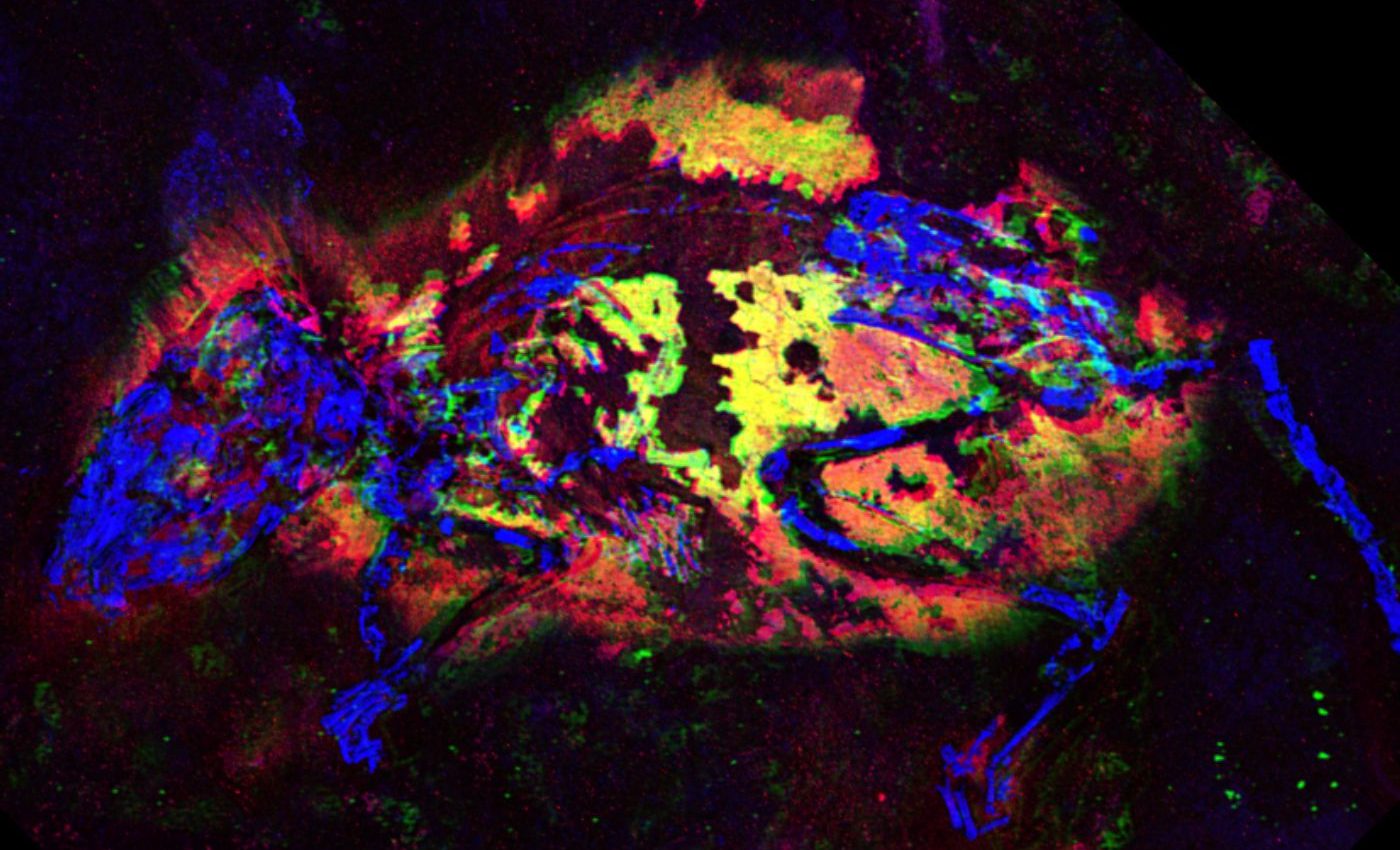 Scientists identify red color pigments in ancient fossil for the first time